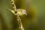 Image. Brown-capped Vireo