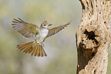 Image. Brown-crested Flycatcher
