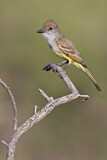 Image. Brown-crested Flycatcher
