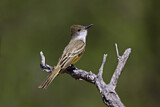 Image. Brown-crested Flycatcher
