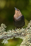 Image. Brown-headed Cowbird