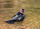 Image. Brown-headed Cowbird