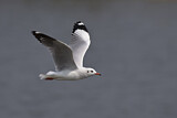 Image. Brown-headed Gull