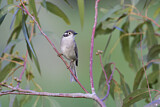 Image. Brown-headed Honeyeater