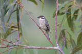 Image. Brown-headed Honeyeater