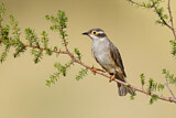 Image. Brown-headed Honeyeater