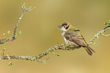 Image. Brown-headed Honeyeater