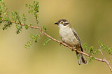 Image. Brown-headed Honeyeater