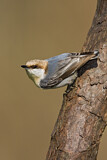 Image. Brown-headed Nuthatch