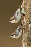 Image. Brown-headed Nuthatch