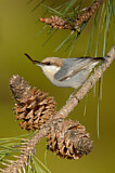 Image. Brown-headed Nuthatch