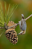 Image. Brown-headed Nuthatch