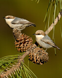 Image. Brown-headed Nuthatch