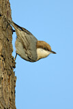 Image. Brown-headed Nuthatch