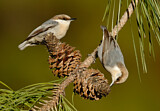 Image. Brown-headed Nuthatch