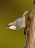 Image. Brown-headed Nuthatch
