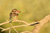 Image. Brown-hooded Kingfisher