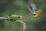 Image. Brown-hooded Parrot
