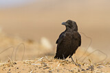Image. Brown-necked Raven