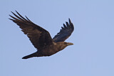 Image. Brown-necked Raven