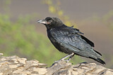 Image. Brown-necked Raven