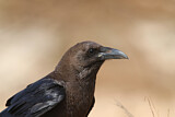 Image. Brown-necked Raven