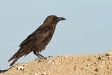 Image. Brown-necked Raven