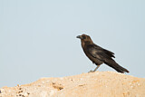 Image. Brown-necked Raven