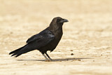 Image. Brown-necked Raven