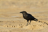 Image. Brown-necked Raven
