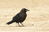Image. Brown-necked Raven