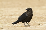 Image. Brown-necked Raven