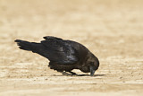Image. Brown-necked Raven