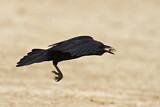 Image. Brown-necked Raven