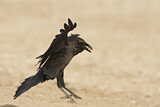Image. Brown-necked Raven