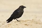 Image. Brown-necked Raven