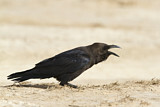 Image. Brown-necked Raven