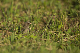 Image. Brown-rumped Seedeater