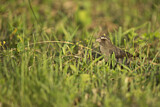 Image. Brown-rumped Seedeater
