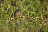 Image. Brown-rumped Seedeater