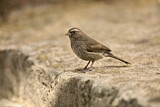 Image. Brown-rumped Seedeater