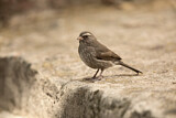 Image. Brown-rumped Seedeater