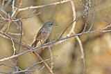 Image. Brown-tailed Rock Chat