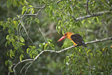 Image. Brown-winged Kingfisher