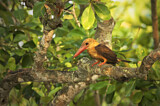 Image. Brown-winged Kingfisher