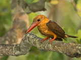 Image. Brown-winged Kingfisher