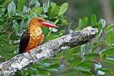 Image. Brown-winged Kingfisher