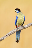 Image. Brownsittich