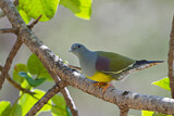 Image. Bruce's Green Pigeon