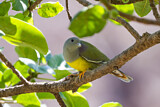 Image. Bruce's Green Pigeon